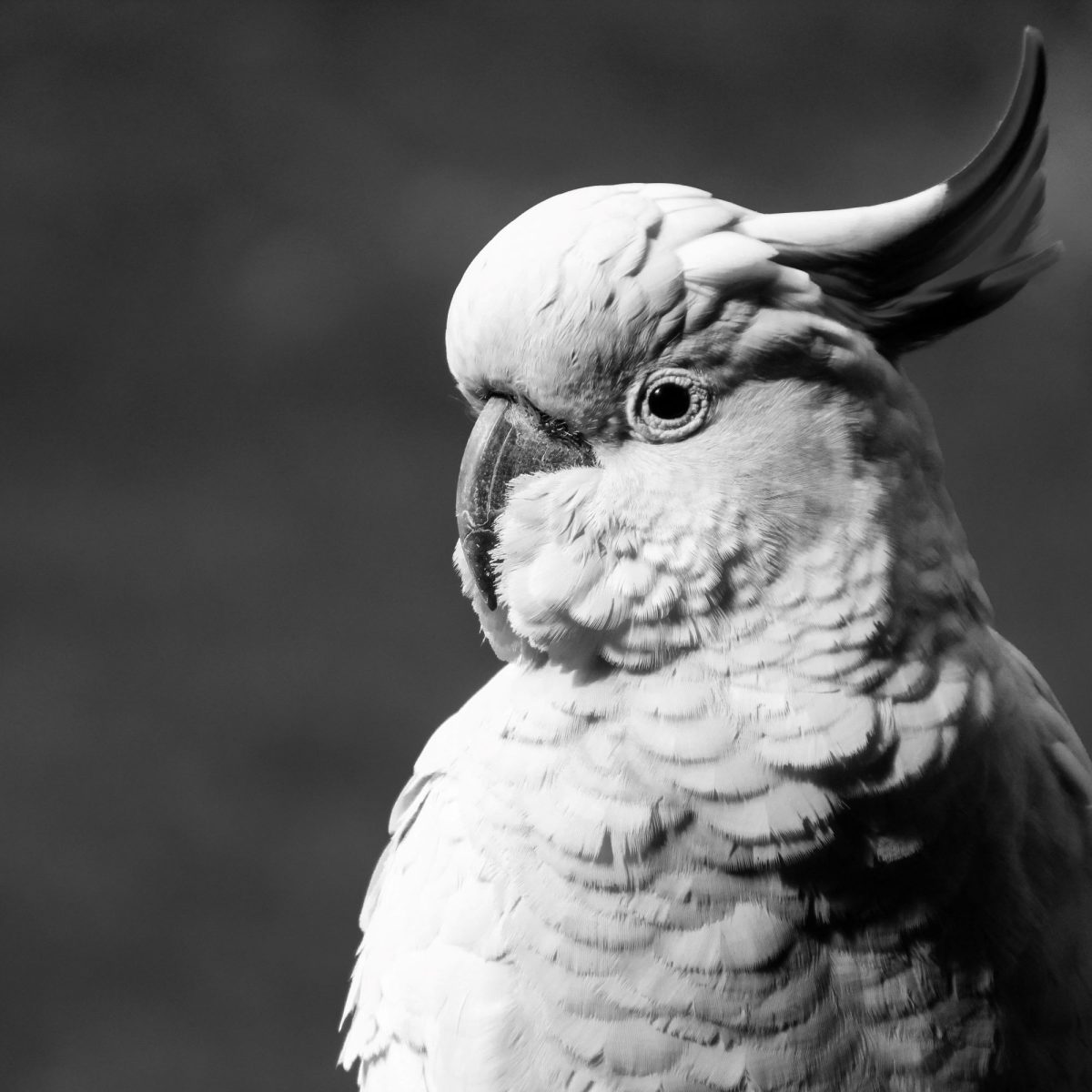 Photograph. A black and white photograph of a Sulphur Crested Cockatoo. The image is taken from the side, sowing the profile, with a relaxed crest. Photograph by Lisa G Hunter.