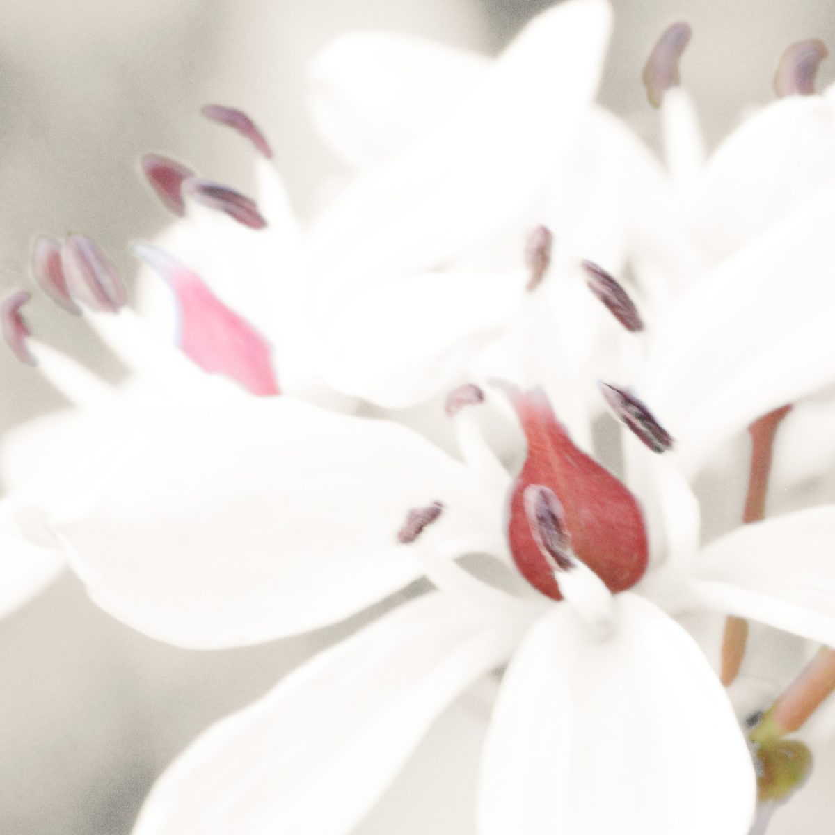 Day 88: Digital Soft Focus