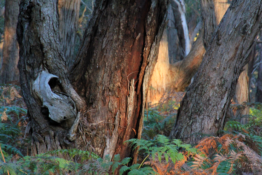 'Photograph of bushland 'The Womb of the Wood Nymph"