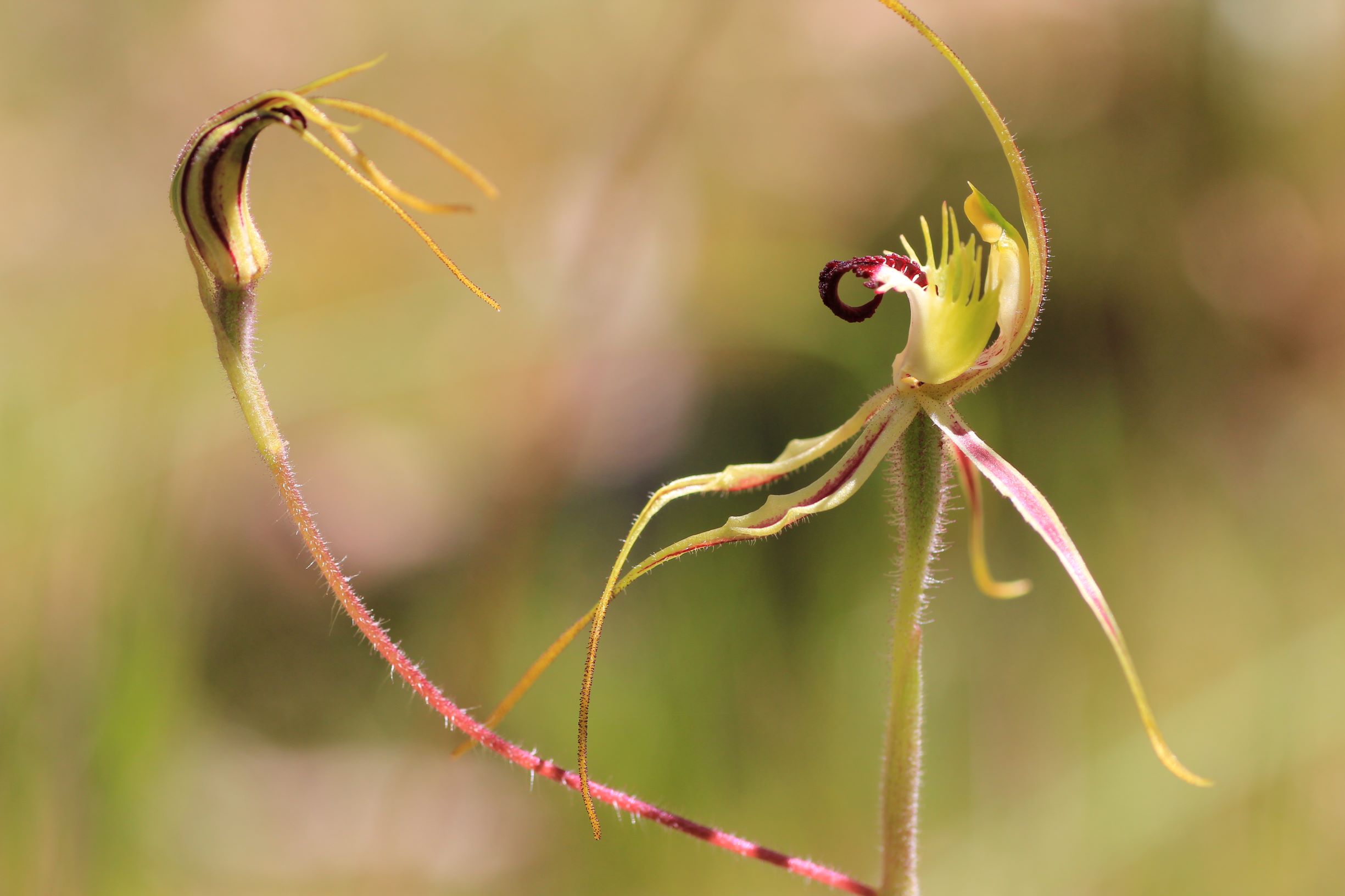 Day 50: A Sense of Style