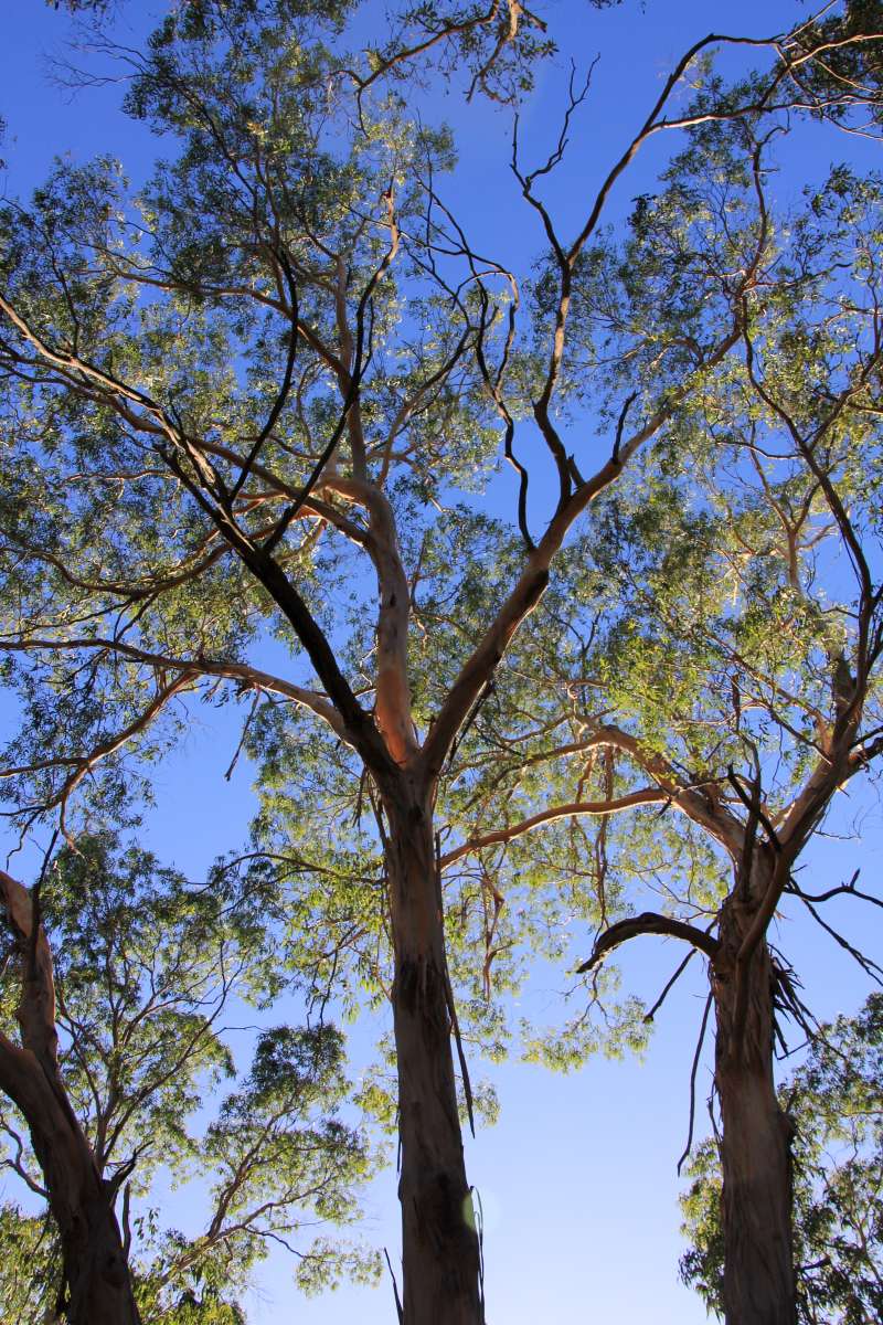 Day 46: A Poem for Radiotherapy