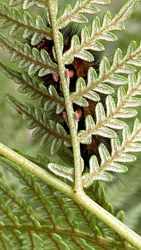 Day 36: Photograph ‘Hanging On’