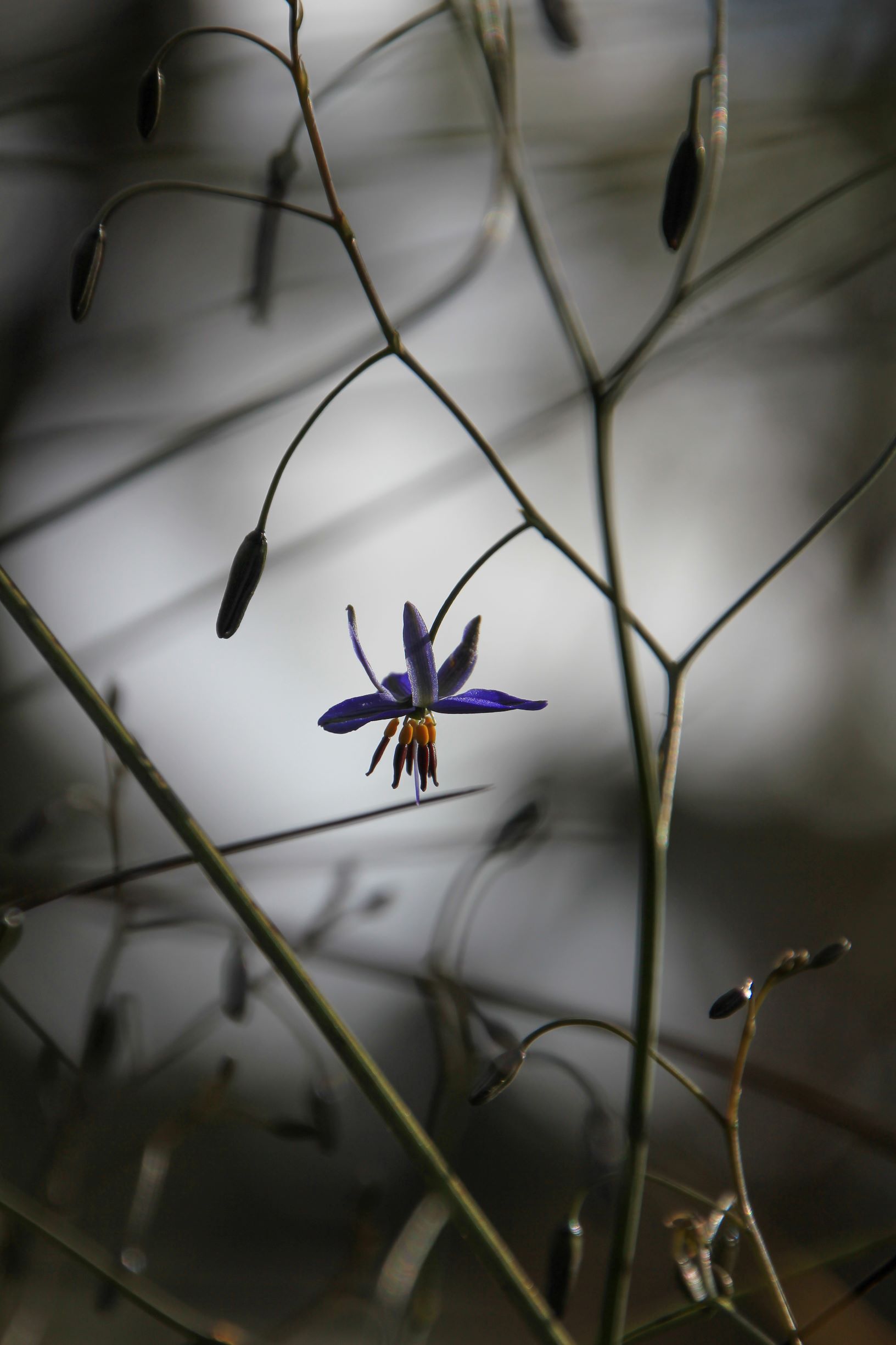 Day 60: ‘Black-Anthered Flax-Lily’