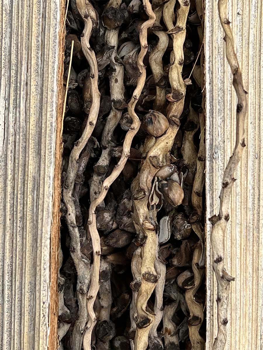 Day 73: Abstract Nature