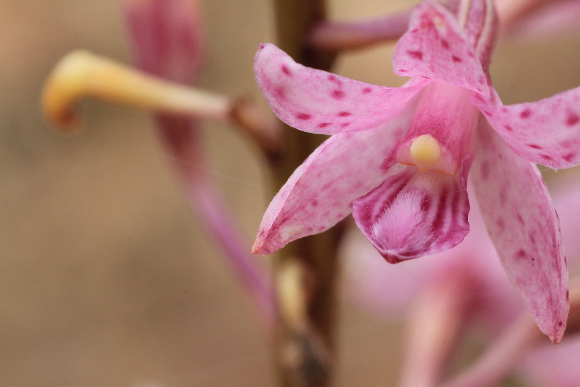 Day 83: Wildflower Photographs